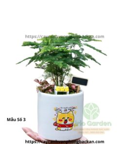 Cây Thủy Tùng Trang Trí Tiểu Cảnh