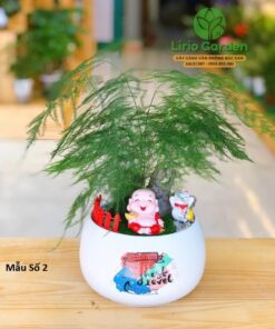 Cây Thủy Tùng Trang Trí Tiểu Cảnh