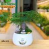 Cây Thủy Tùng Trang Trí Tiểu Cảnh