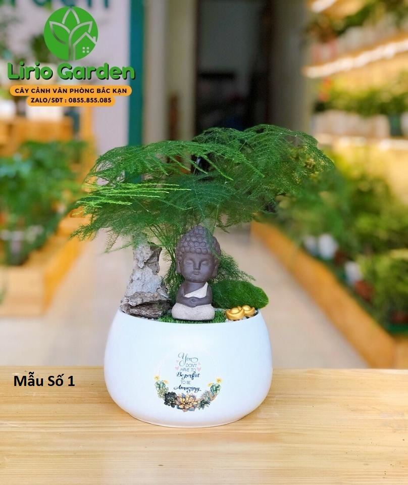 Cây Thủy Tùng Trang Trí Tiểu Cảnh