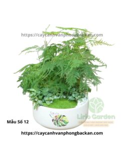 Cây Thủy Tùng Trang Trí Tiểu Cảnh