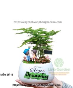 Cây Thủy Tùng Trang Trí Tiểu Cảnh
