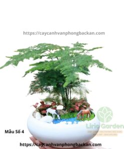 Cây Thủy Tùng Trang Trí Tiểu Cảnh