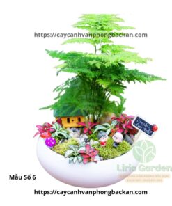 Cây Thủy Tùng Trang Trí Tiểu Cảnh