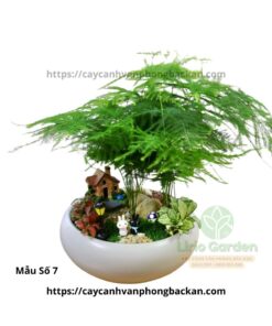 Cây Thủy Tùng Trang Trí Tiểu Cảnh
