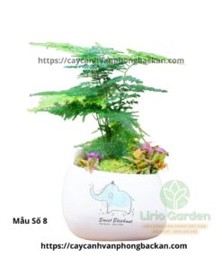 Cây Thủy Tùng Trang Trí Tiểu Cảnh