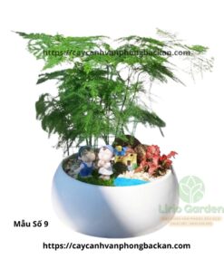 Cây Thủy Tùng Trang Trí Tiểu Cảnh