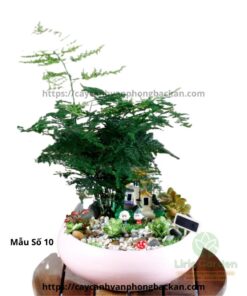 Cây Thủy Tùng Trang Trí Tiểu Cảnh