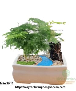 Cây Thủy Tùng Trang Trí Tiểu Cảnh