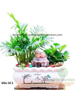 Cây Tiểu Trâm Trang Trí Tiểu Cảnh