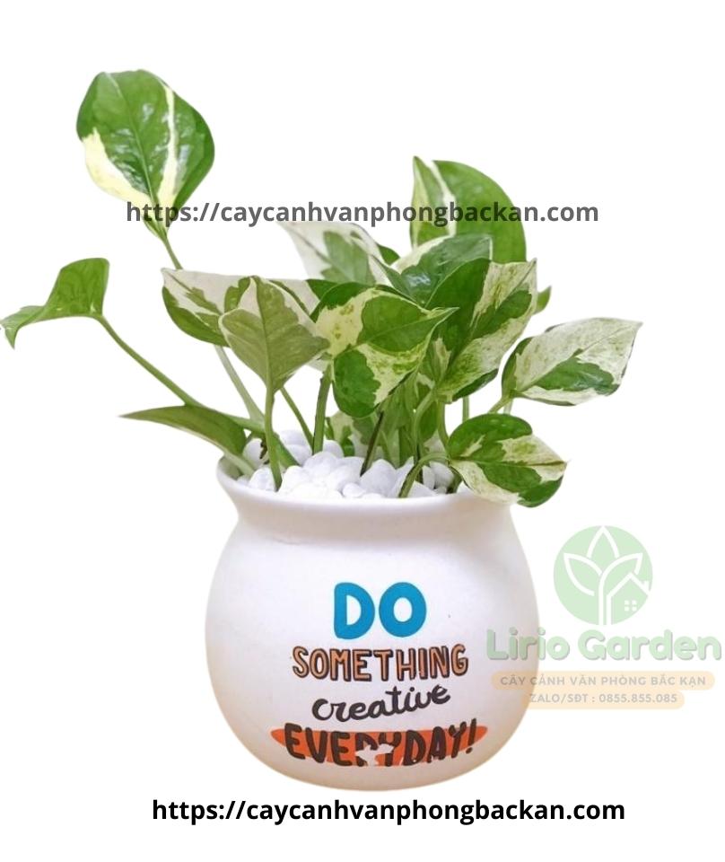 Cây Trầu Bà Sữa Cây Trầu Bà Sữa