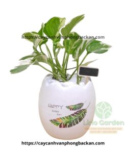 Cây Trầu Bà Sữa