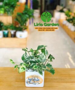 Cây Trầu Bà Sữa