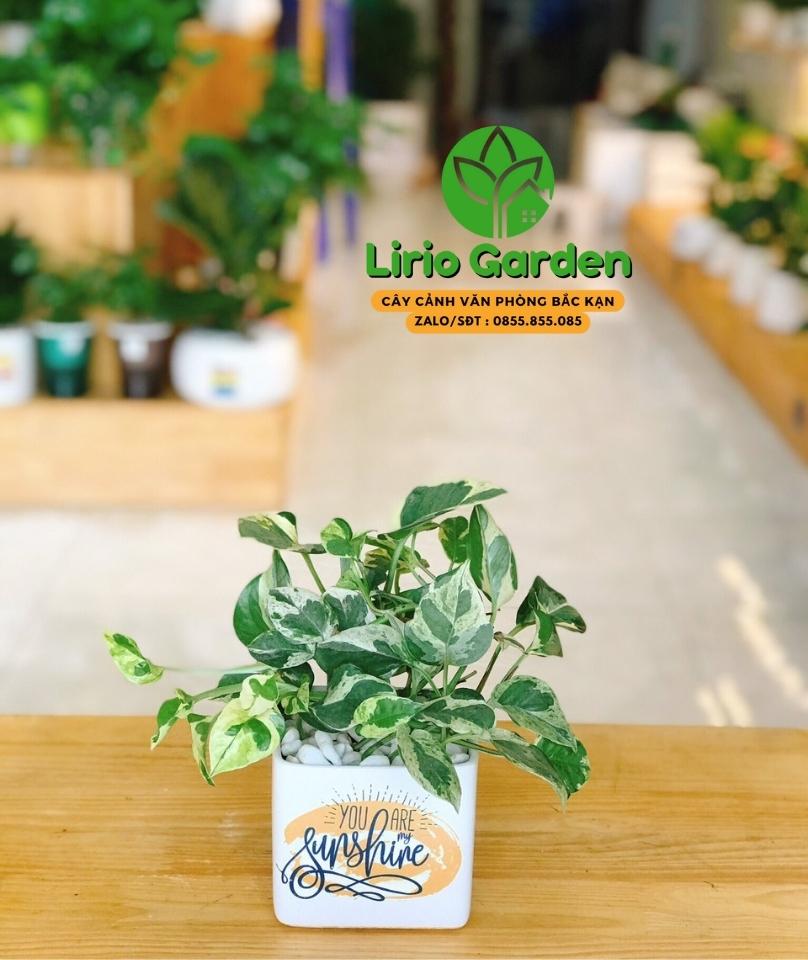 Cây Trầu Bà Sữa Cây Trầu Bà Sữa