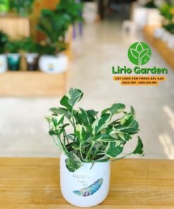 Cây Trầu Bà Sữa