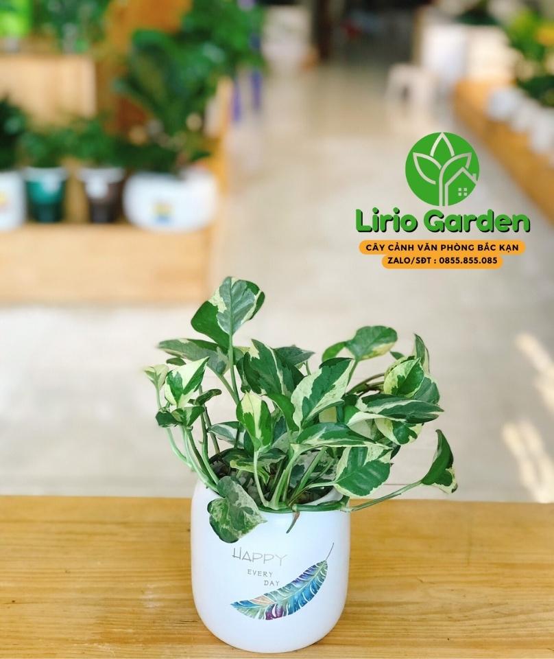 Cây Trầu Bà Sữa Cây Trầu Bà Sữa