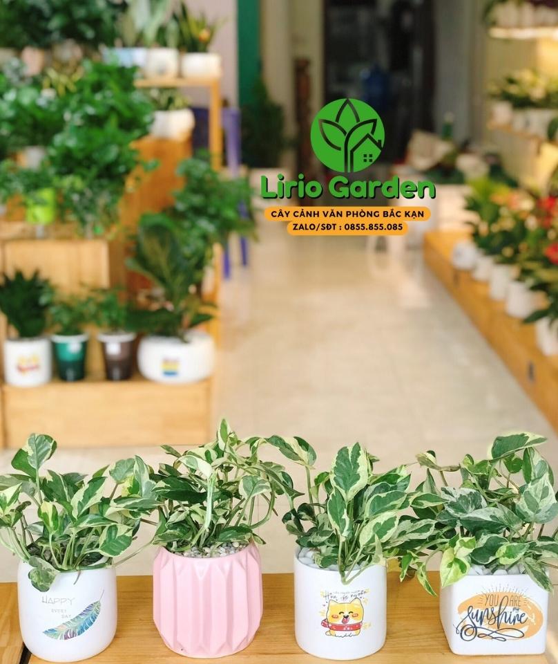 Cây Trầu Bà Sữa Cây Trầu Bà Sữa