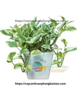 Cây Trầu Bà Sữa