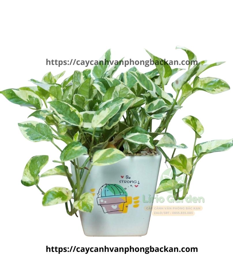 Cây Trầu Bà Sữa