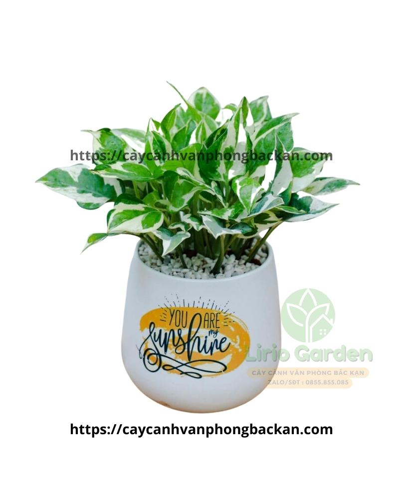 Cây Trầu Bà Sữa Cây Trầu Bà Sữa