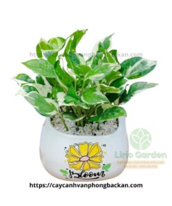 Cây Trầu Bà Sữa