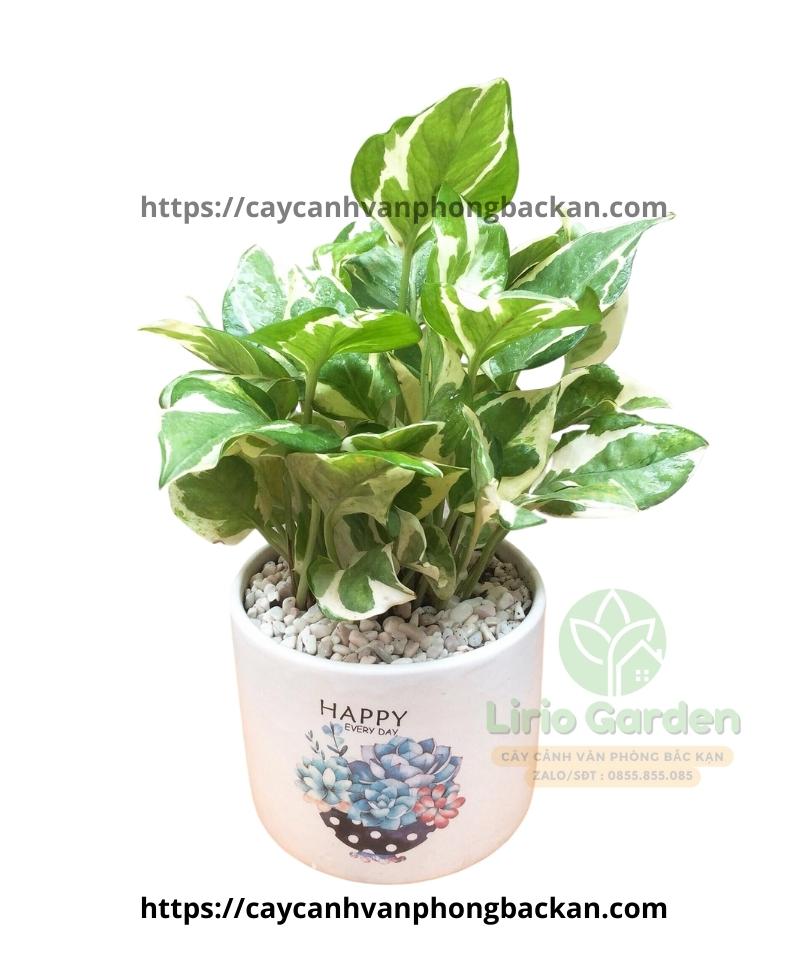 Cây Trầu Bà Sữa Cây Trầu Bà Sữa