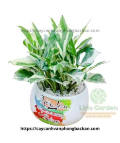 Cây Trầu Bà Sữa