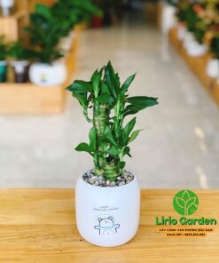 Cây trúc phú quý