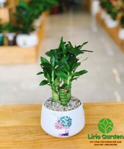 Cây trúc phú quý