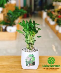 Cây trúc phú quý