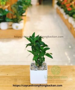 Cây trúc phú quý