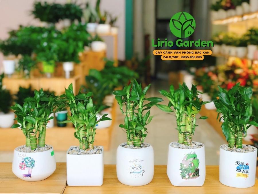 Cây trúc phú quý