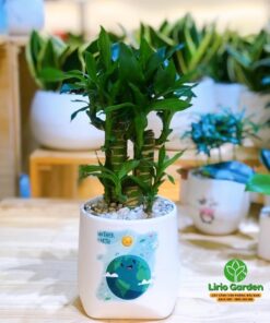 Cây trúc phú quý