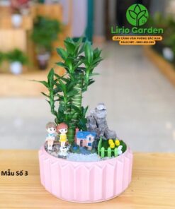 cây trúc phú quý trang trí tiểu cảnh