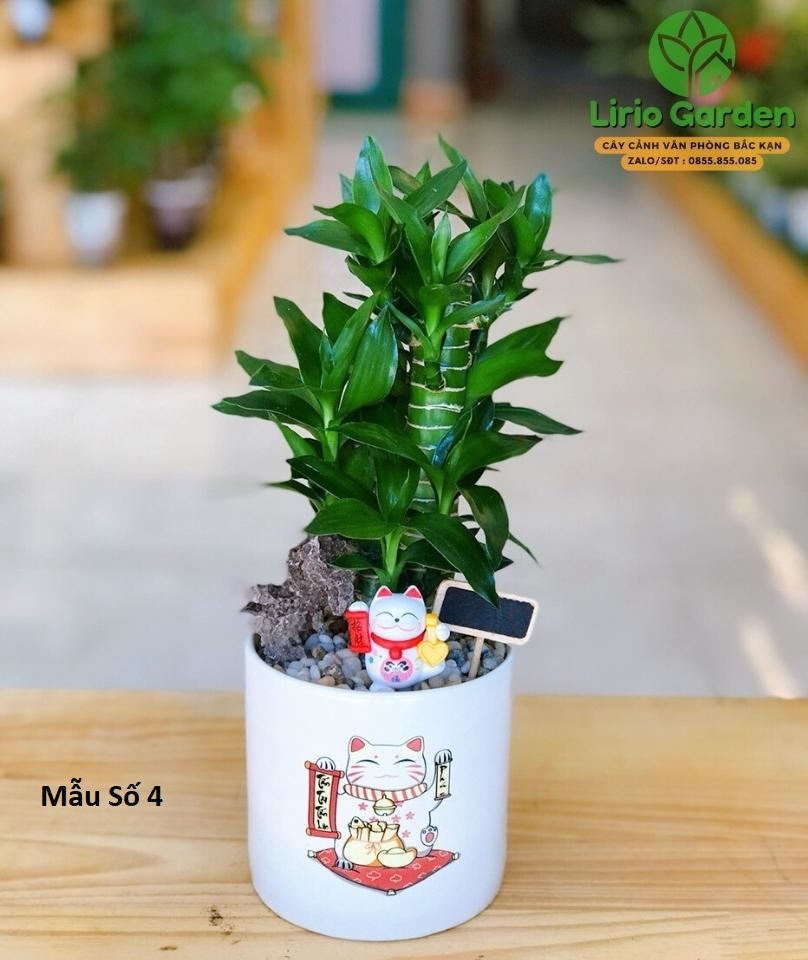 cây trúc phú quý trang trí tiểu cảnh