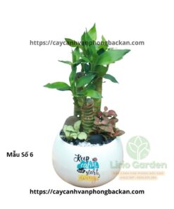 cây trúc phú quý trang trí tiểu cảnh