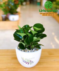 cây trường sinh