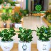 cây trường sinh