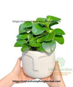 cây trường sinh