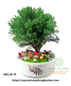 Cây Tùng Bồng Lai Trang Trí Tiểu Cảnh