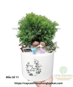 Cây Tùng Bồng Lai Trang Trí Tiểu Cảnh