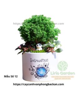 Cây Tùng Bồng Lai Trang Trí Tiểu Cảnh