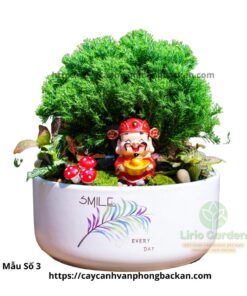 Cây Tùng Bồng Lai Trang Trí Tiểu Cảnh