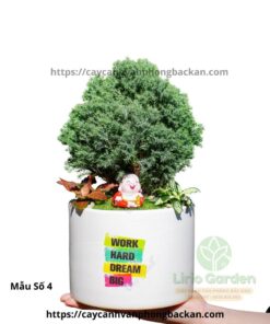 Cây Tùng Bồng Lai Trang Trí Tiểu Cảnh
