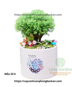 Cây Tùng Bồng Lai Trang Trí Tiểu Cảnh
