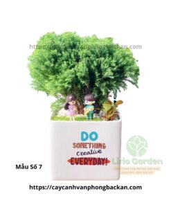 Cây Tùng Bồng Lai Trang Trí Tiểu Cảnh