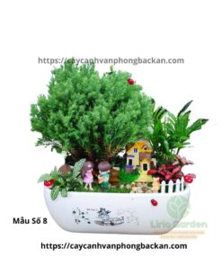 Cây Tùng Bồng Lai Trang Trí Tiểu Cảnh