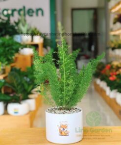 Cây Tùng Đuôi Chồn