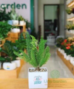 Cây Tùng Đuôi Chồn