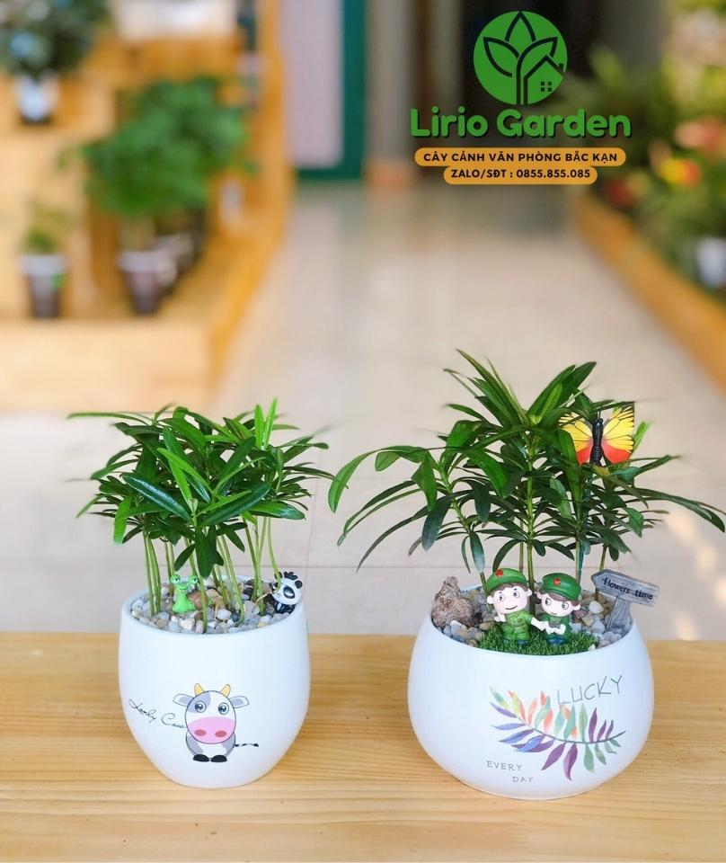 Cây Tùng La Hán Trang Trí Tiểu Cảnh
